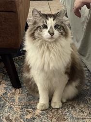 Reunited Male Cat last seen Eastside Dr and Rustic drive, Brandon, MS 39047