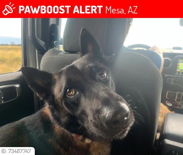 Lost Male Dog last seen E main St, Mesa, AZ 85204