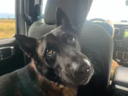 Lost Male Dog last seen E main St, Mesa, AZ 85204