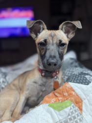Reunited Male Dog last seen Near South redwood rd, South Jordan, UT 84095