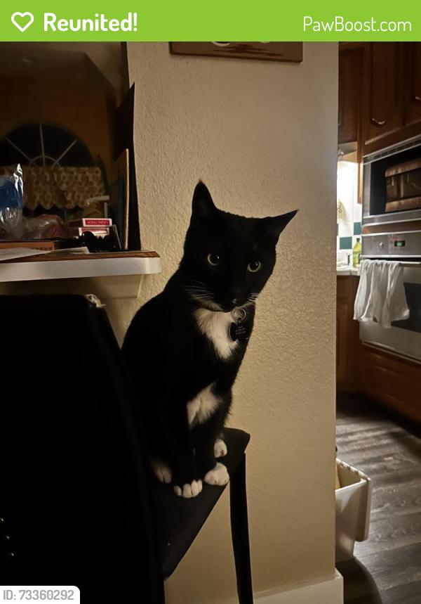 Reunited Male Cat last seen Trinity and 157, Euless, TX 76040