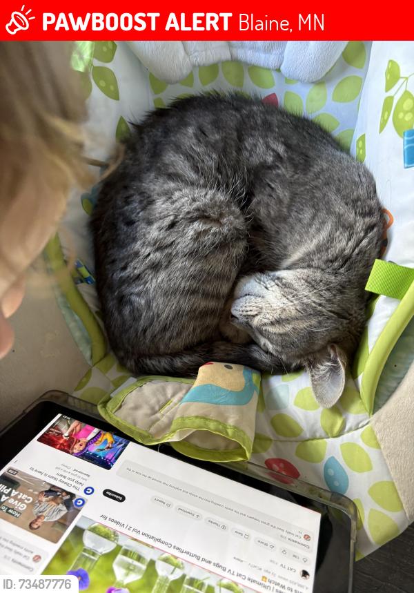 Lost Female Cat last seen 97th lane, Blaine, MN 55434