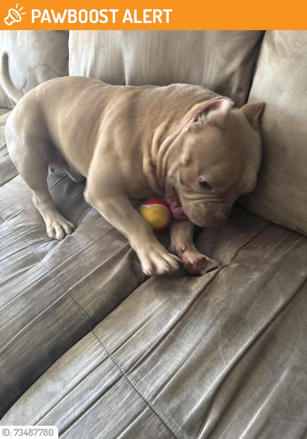 Found/Stray Male Dog last seen Rancho San Diego, Rancho San Diego, CA 92019