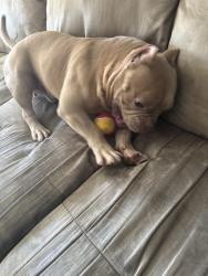 Found/Stray Male Dog last seen Rancho San Diego, Rancho San Diego, CA 92019