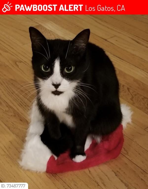 Lost Female Cat last seen Loma Vista Ave culdesac, Los Gatos, CA 95032