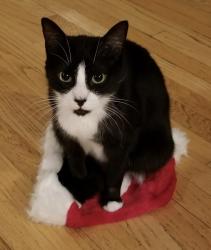 Lost Female Cat last seen Loma Vista Ave culdesac, Los Gatos, CA 95032