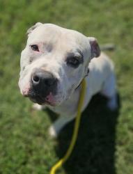 Shelter Stray Male Dog last seen Near Grinnalds Ave., 21230, MD, 2490 Giles Rd, Baltimore, MD 21225, USA
