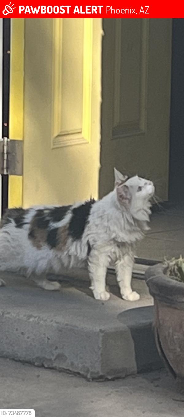 Lost Female Cat last seen 37th street & Earl, Phoenix, AZ 85008