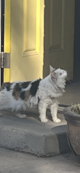 Lost Female Cat last seen 37th street & Earl, Phoenix, AZ 85008