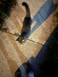Found/Stray Female Cat last seen she followed me, Hyattsville, MD 20783