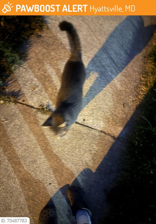 Found/Stray Female Cat last seen she followed me, Hyattsville, MD 20783