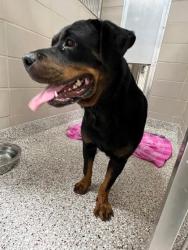Shelter Stray Female Dog last seen Near Sutton Carpenter Rd, County/Unicorporated, NC, 1491 Business Park Ct, Gastonia, NC 28052, USA
