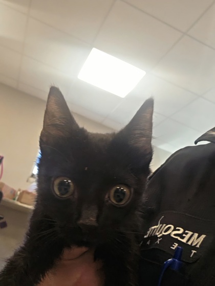 Shelter Stray Male Cat last seen Near Cool Springs, 75181, TX, 1650 Gross Rd, Mesquite, TX 75149, USA