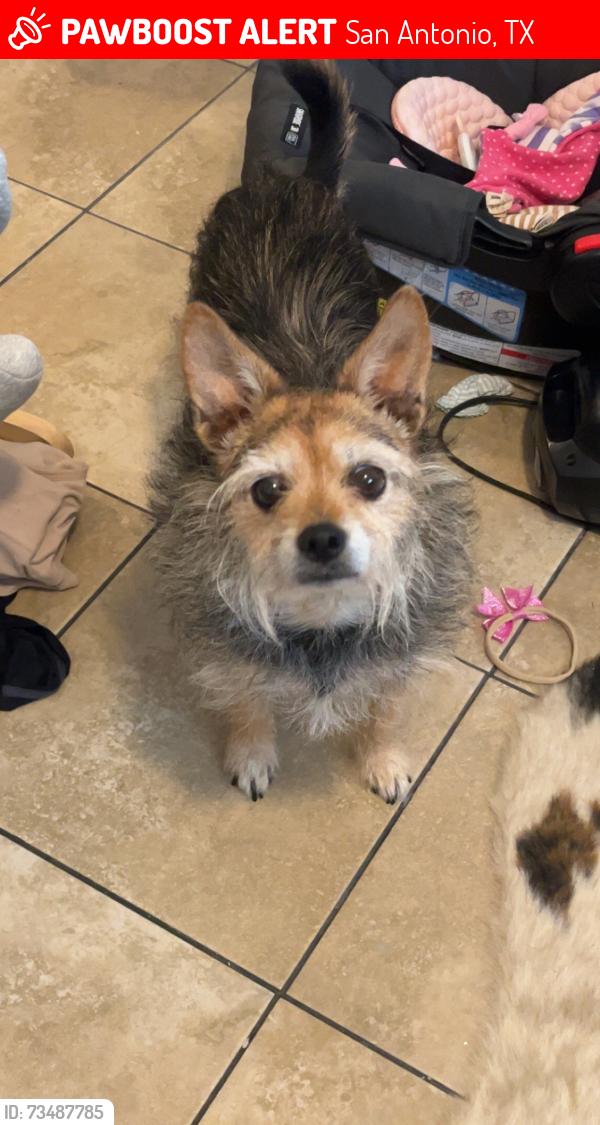 Lost Female Dog last seen Shadydale, San Antonio, TX 78228