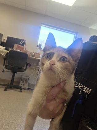 Shelter Stray Female Cat last seen Near Cool Springs, 75181, TX, 1650 Gross Rd, Mesquite, TX 75149, USA