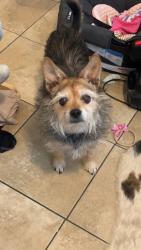 Lost Female Dog last seen Shadydale, San Antonio, TX 78228