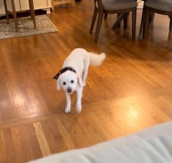 Reunited Female Dog last seen Burch Point, High Point, NC 27265