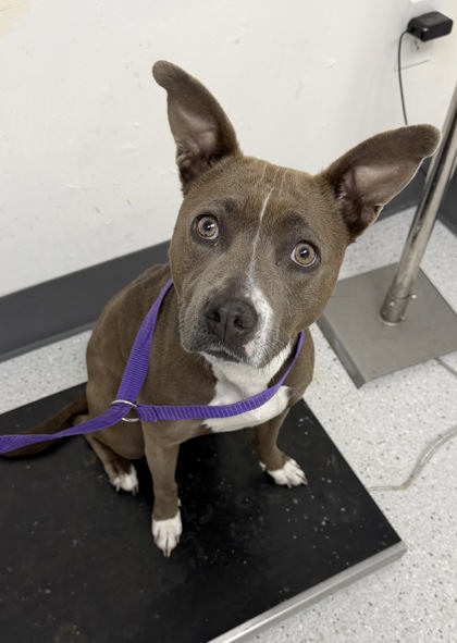 Shelter Stray Female Dog last seen High st & Redding, Oakland, CA, 1101 29th Ave, Oakland, CA 94601, USA