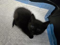 Shelter Stray Female Cat last seen Near 54th St, Oakland, CA, 1101 29th Ave, Oakland, CA 94601, USA