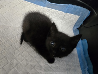 Shelter Stray Female Cat last seen Near 54th St, Oakland, CA, 1101 29th Ave, Oakland, CA 94601, USA