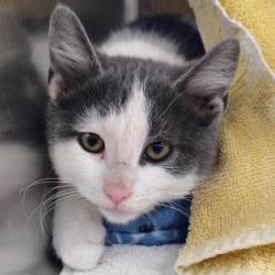 Shelter Stray Male Cat last seen Drotning Road, Stoughton, City of, WI, 5132 Voges Rd, Madison, WI 53718, USA