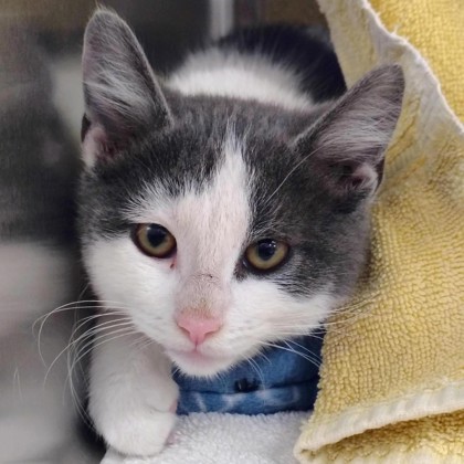 Shelter Stray Male Cat last seen Drotning Road, Stoughton, City of, WI, 5132 Voges Rd, Madison, WI 53718, USA