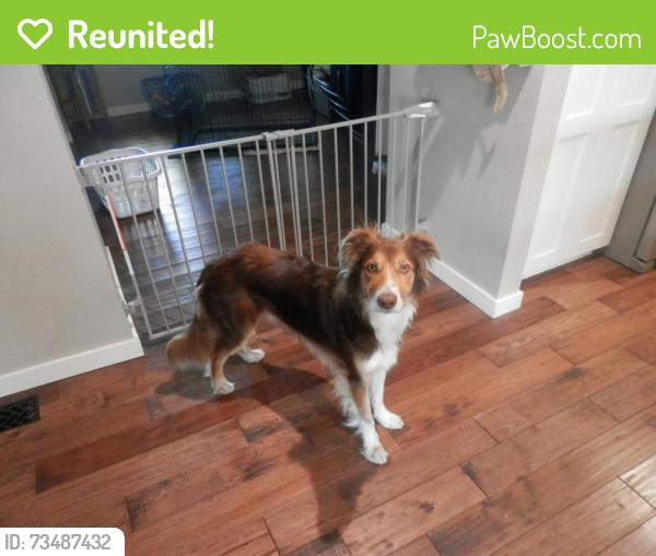 Reunited Male Dog last seen Near 509 Greenwich ln, Modesto, CA 95350