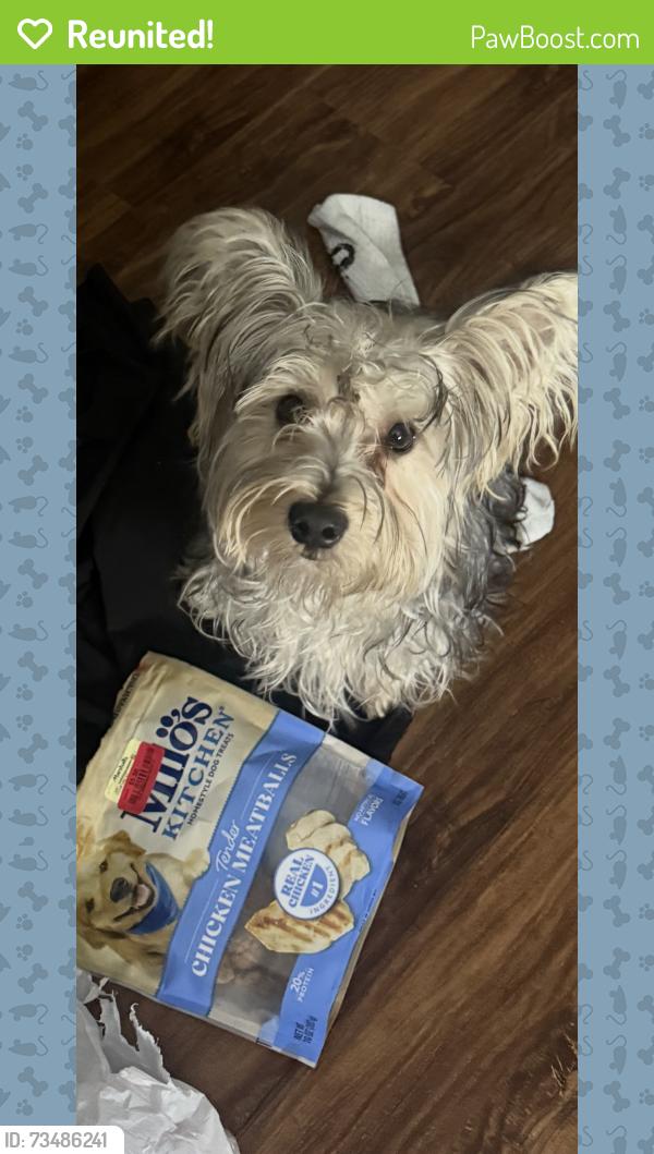 Reunited Male Dog last seen Sky view park, Pinellas Park, FL 33782