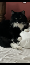 Lost Male Cat last seen Masonboro loop rd, Wilmington, NC 28409