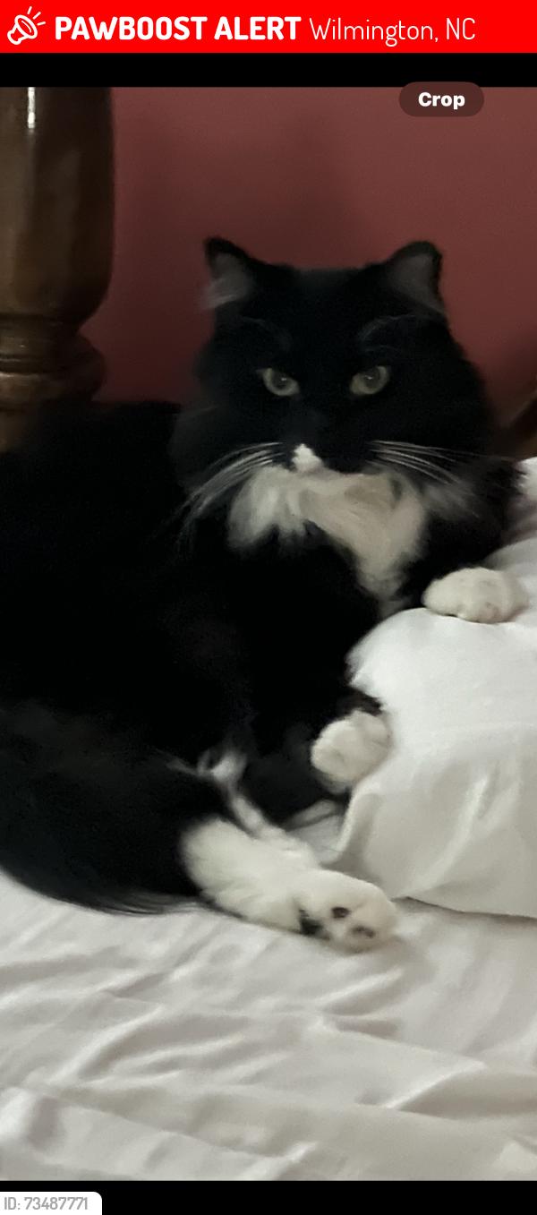 Lost Male Cat last seen Masonboro loop rd, Wilmington, NC 28409