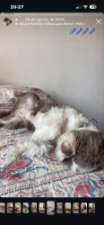 Lost Female Dog last seen Avenida prefeito Antônio Júlio Toledo Garcia Lopes 4845 próximo ao mercado empório big e condômino palavra da vida, Jardim Estancia Brasil, SP 12949-098