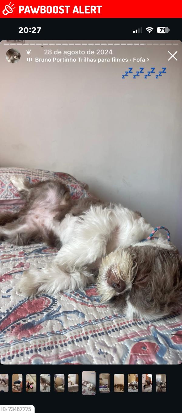 Lost Female Dog last seen Avenida prefeito Antônio Júlio Toledo Garcia Lopes 4845 próximo ao mercado empório big e condômino palavra da vida, Jardim Estancia Brasil, SP 12949-098