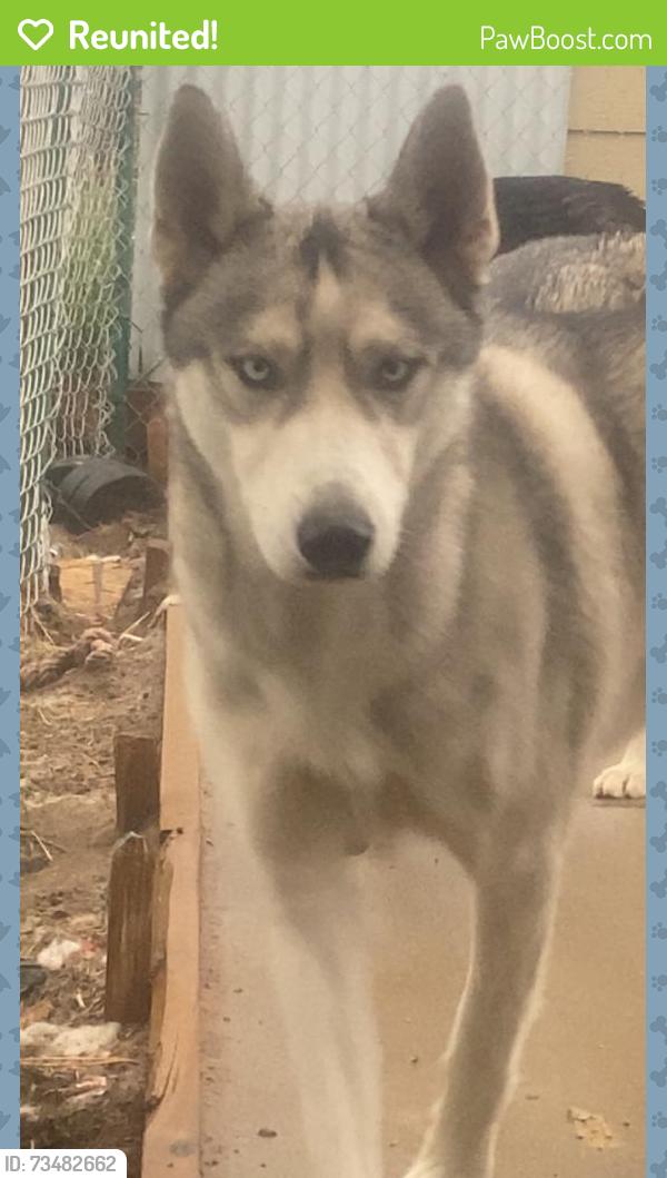 Reunited Male Dog last seen 36th and elm, Denver, CO 80207