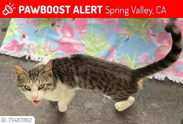 Lost Male Cat last seen Near, Spring Valley, CA 91977