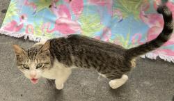 Lost Male Cat last seen Near, Spring Valley, CA 91977