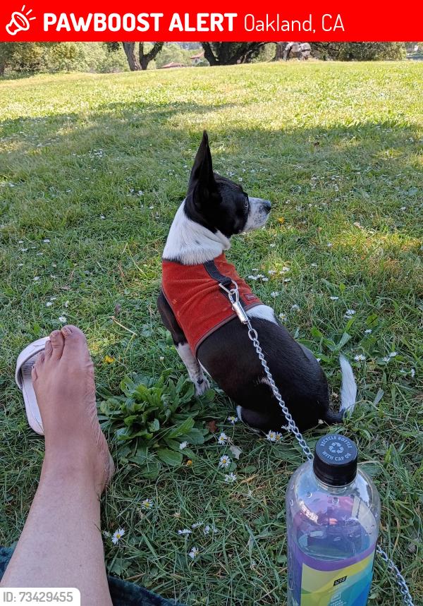 Lost Male Dog last seen Lake Merritt, Oakland, CA 94606