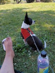 Lost Male Dog last seen Lake Merritt, Oakland, CA 94606