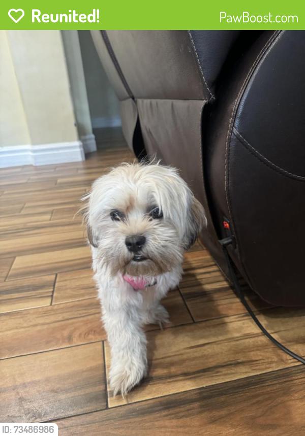 Reunited Female Dog last seen Durango and warm springs, Las Vegas Valley, NV 89113