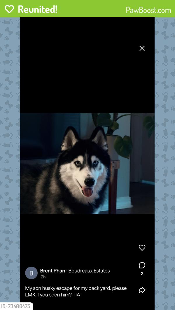 Reunited Male Dog last seen Boudreau, Tomball, TX 77377