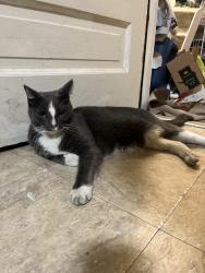 Reunited Male Cat last seen W Fletcher St and N Richmond St, Chicago, IL 60618