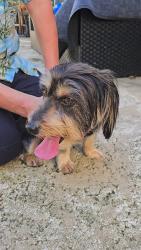 Reunited Male Dog last seen 18th & Commercial, Oakland Park, FL 33334