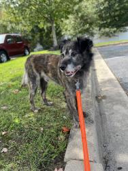 Reunited Male Dog last seen Near Crain Highway, Bowie, MD 20716