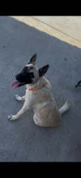 Found/Stray Male Dog last seen Farewell street and Newport court, Fontana, CA 92336