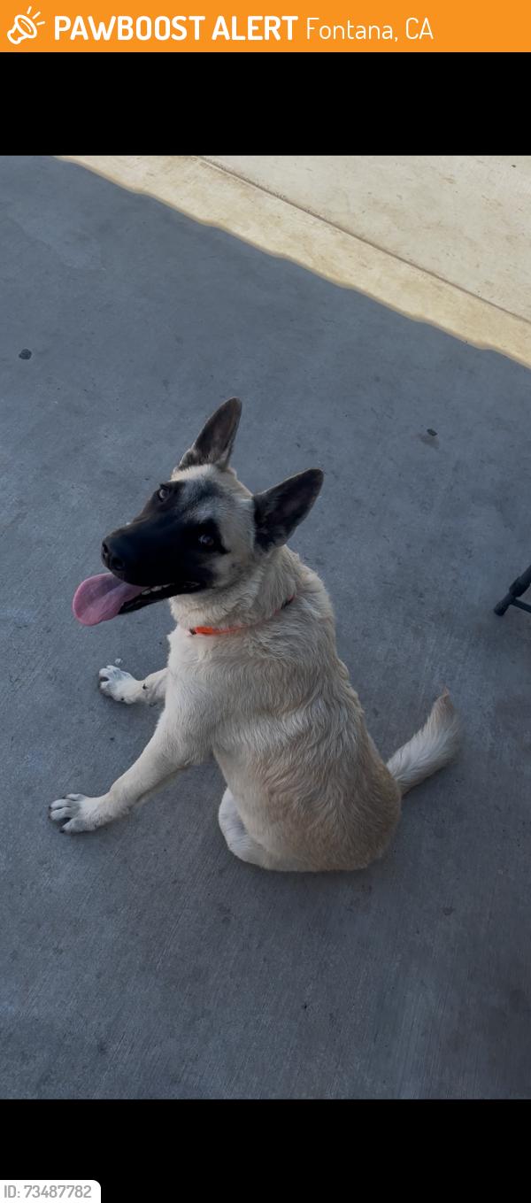 Found/Stray Male Dog last seen Farewell street and Newport court, Fontana, CA 92336