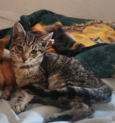Reunited Male Cat last seen Blossom Way, Hayward CA 94541, Hayward, CA 94541