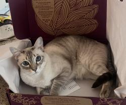 Reunited Male Cat last seen Long Oak, Houston, TX 77070