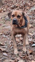 Reunited Male Dog last seen Conway Curry Ford by Walgreens, Orlando, FL 32812