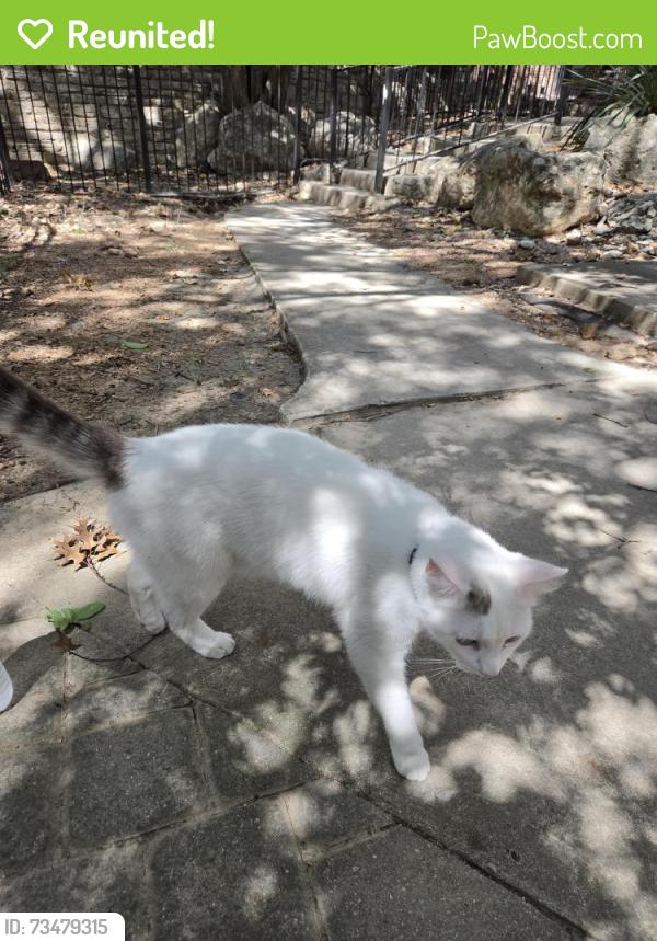 Reunited Female Cat last seen Fountainhead apmts dear medical dr, San Antonio, TX 78229