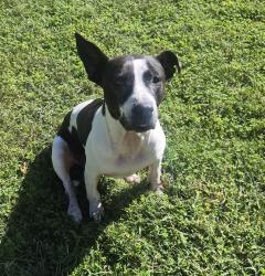 Reunited Female Dog last seen W Furnace Branch Rd., Glen Burnie, MD 21061