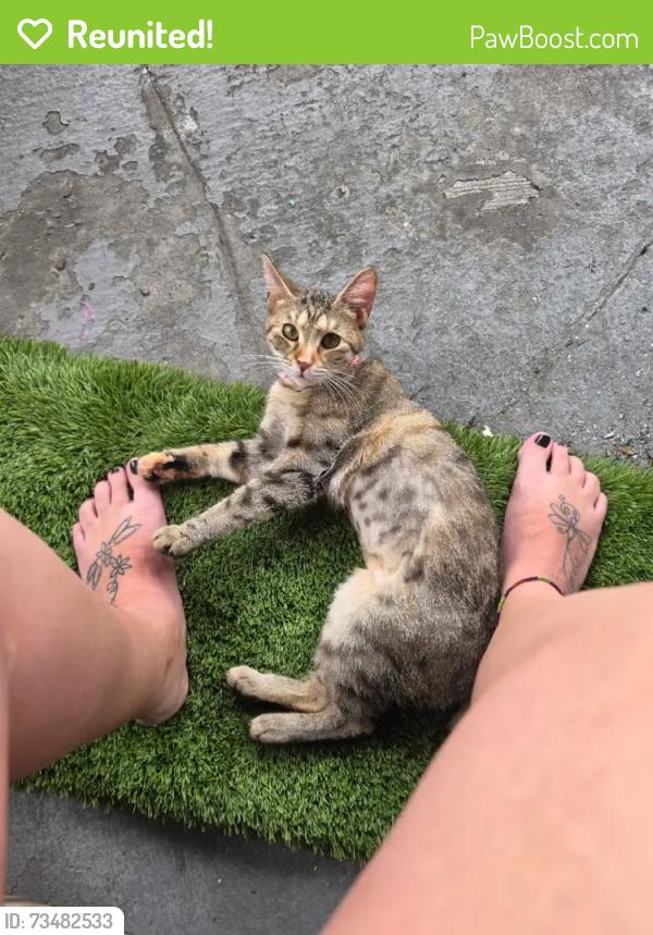Reunited Female Cat last seen Tampa Rd and Forest Lakes Blvd, Oldsmar, FL 34677